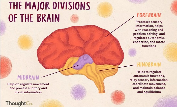 Source : https://www.thoughtco.com/divisions-of-the-brain-4032899